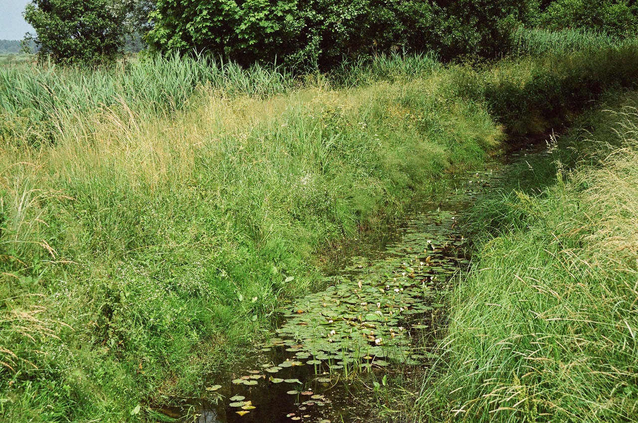 river plant poland free photo