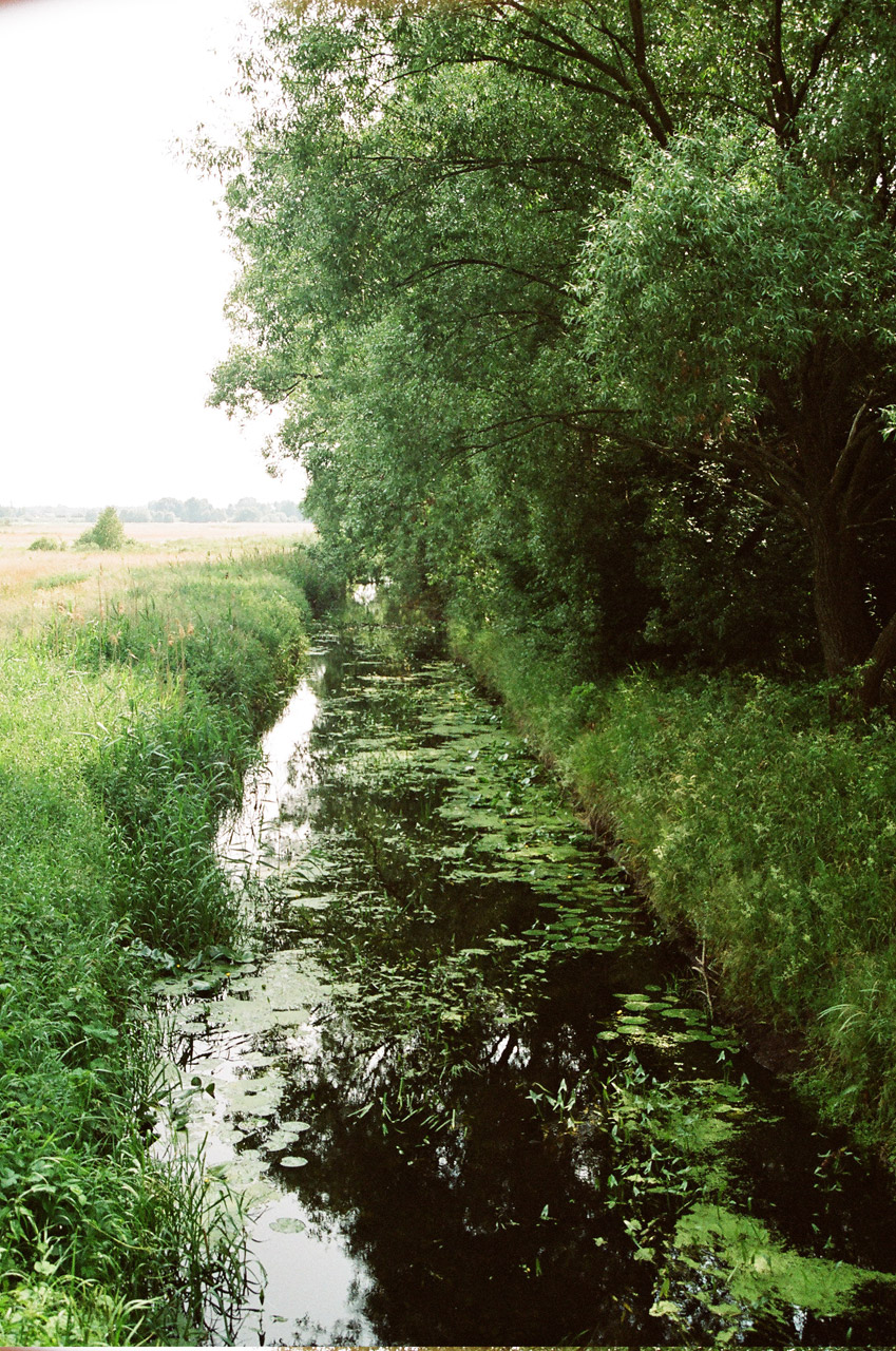 river plant poland free photo