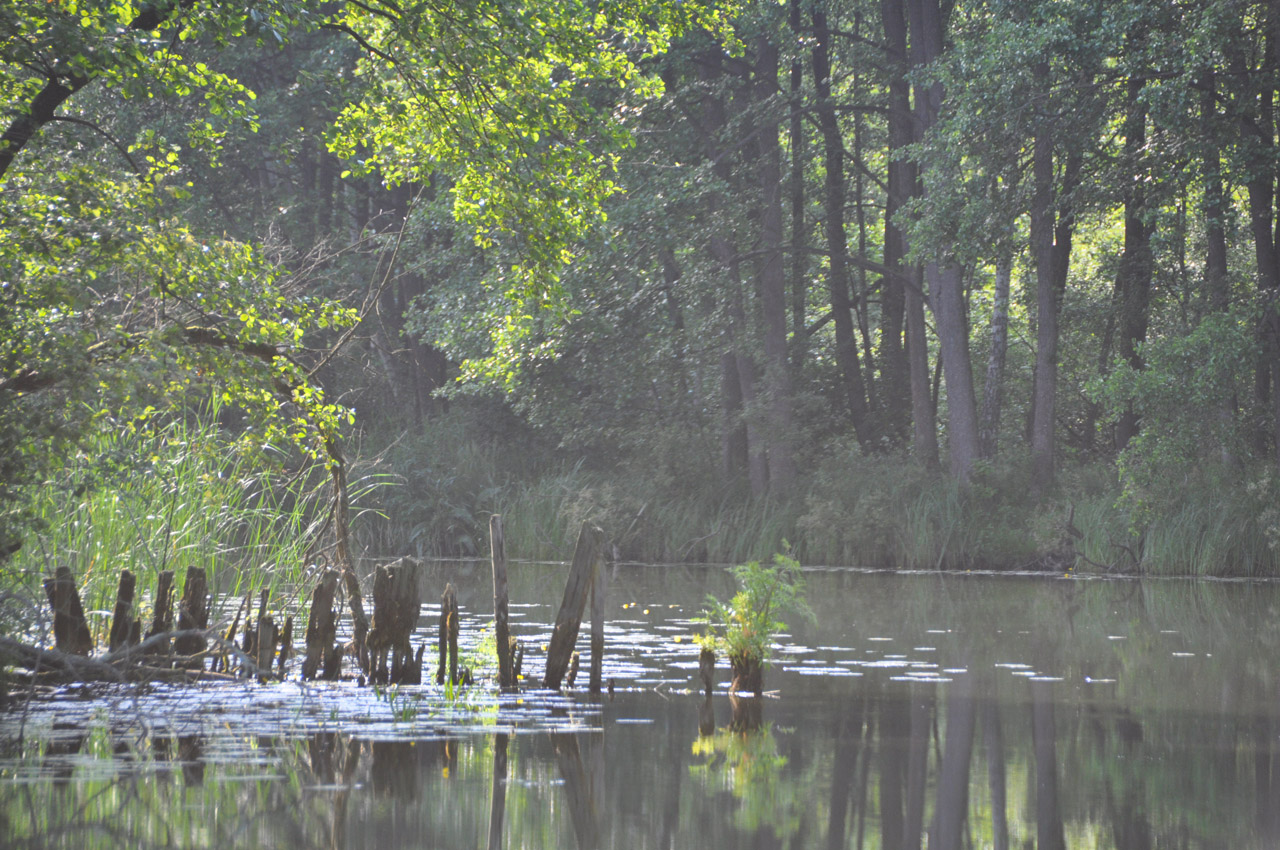 river sunrise mist free photo