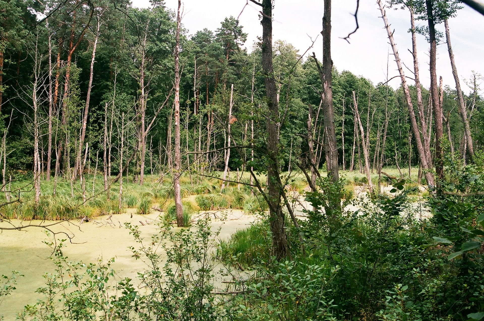 swamp surroundings horyniec zdroj subcarpathian province free photo