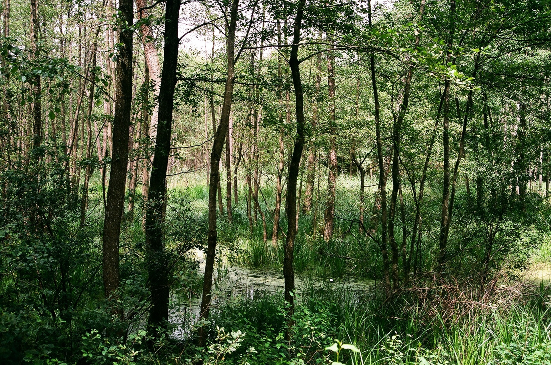 swamp surroundings horyniec zdroj subcarpathian province free photo