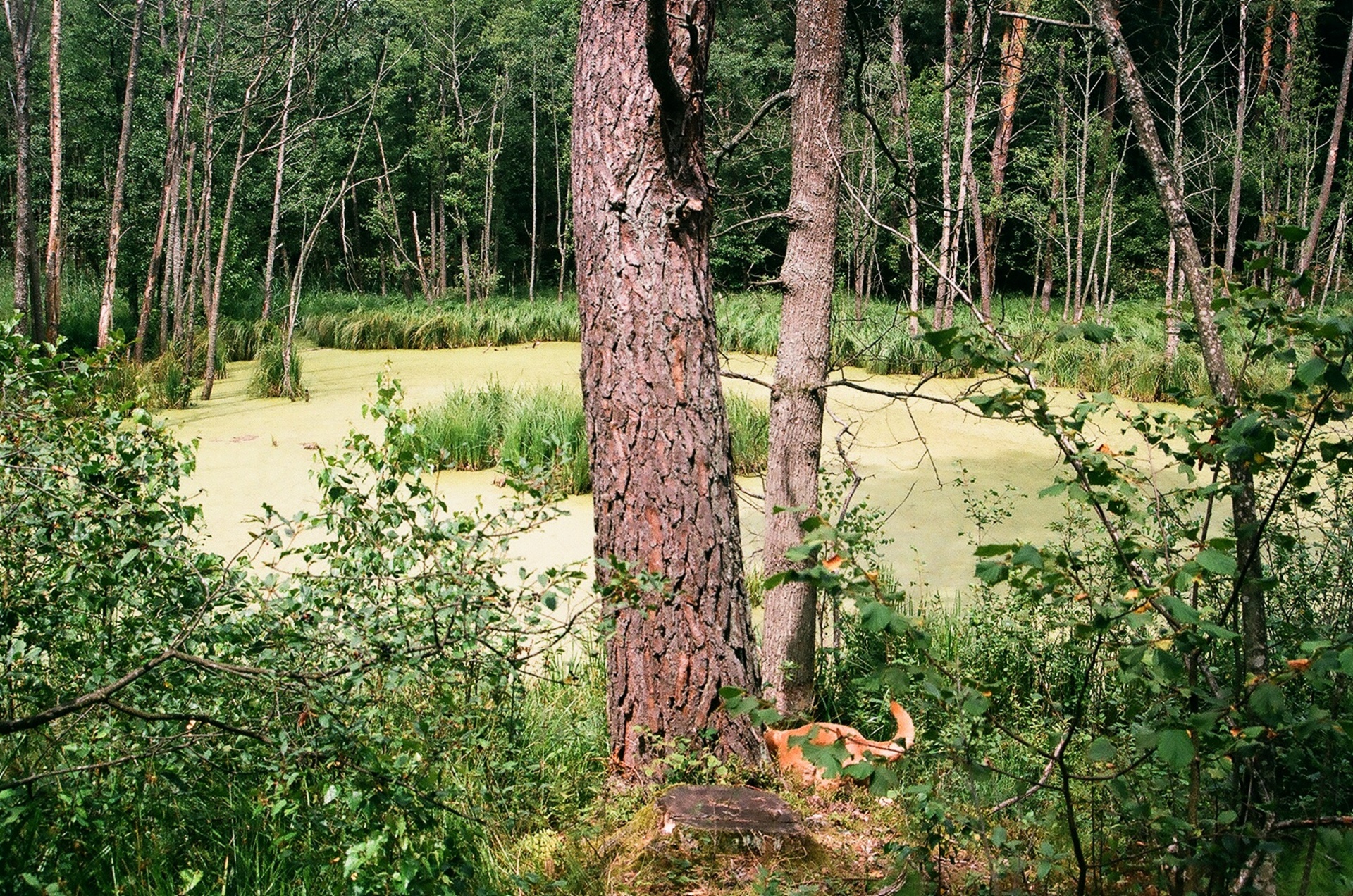 swamp surroundings horyniec zdroj subcarpathian province free photo