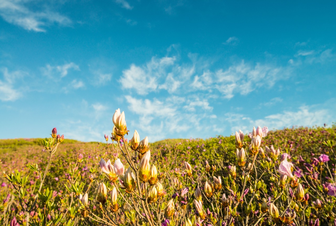 s  nature  flowers free photo