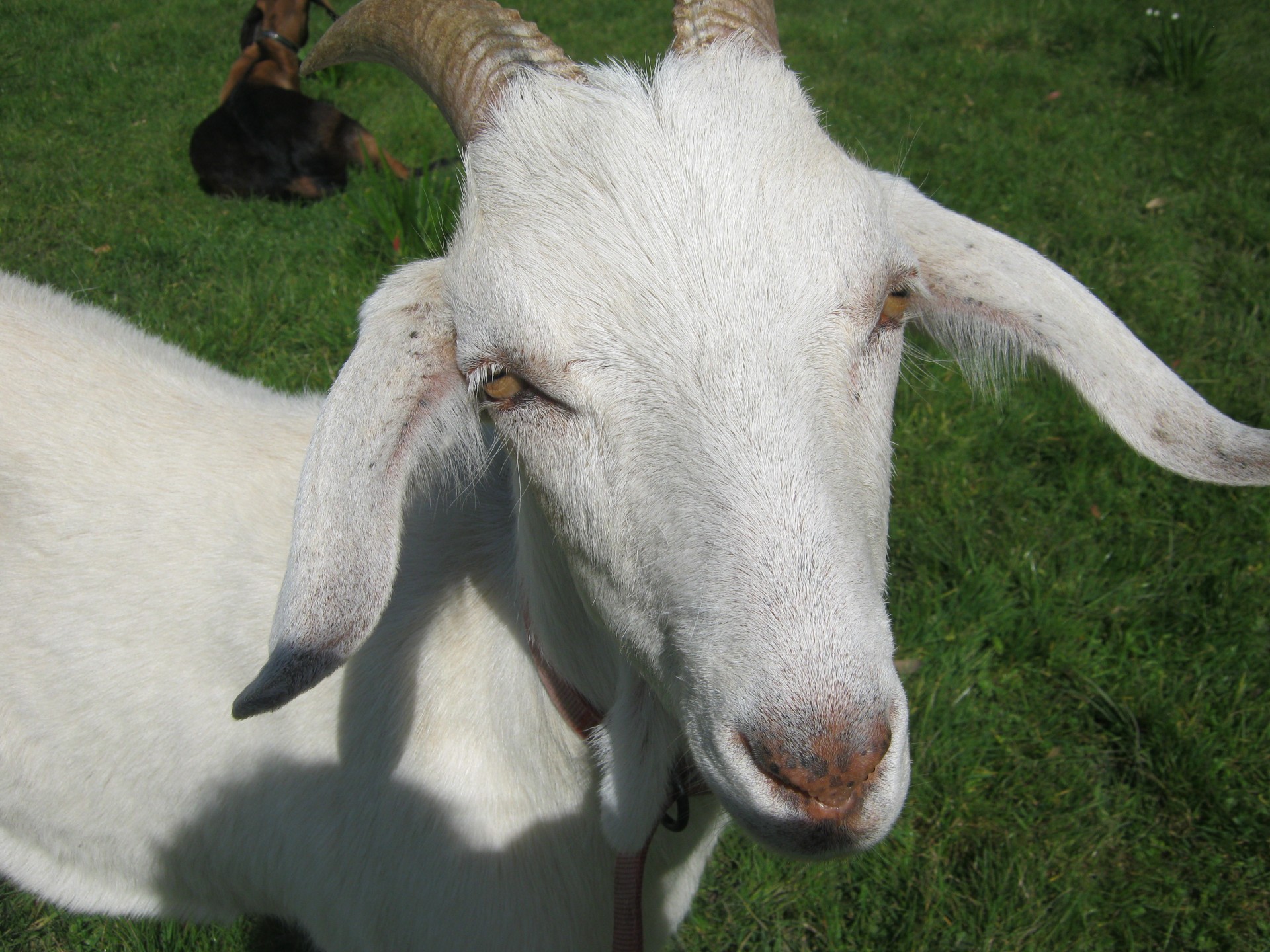 saanen anglo nubian goat free photo