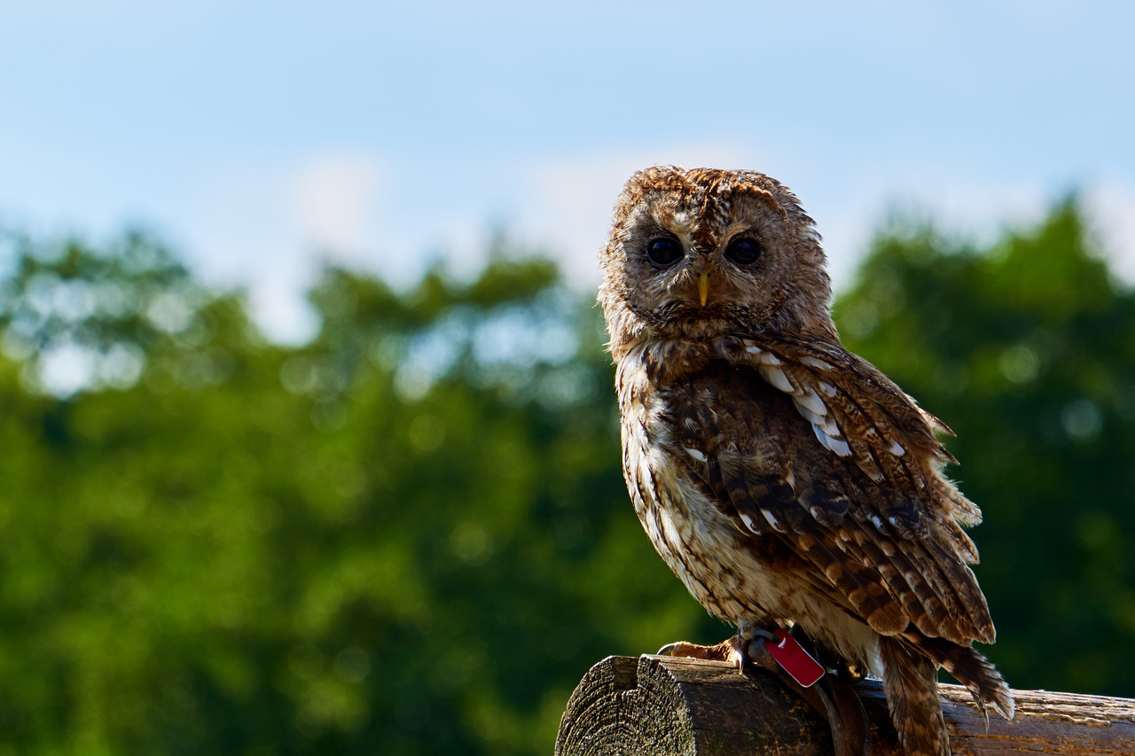 sababurg castle  animal  bird free photo