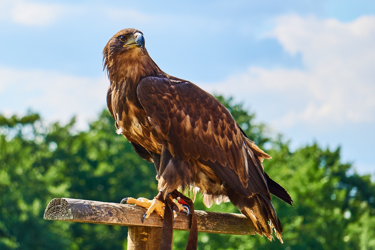 sababurg castle  animal  adler free photo