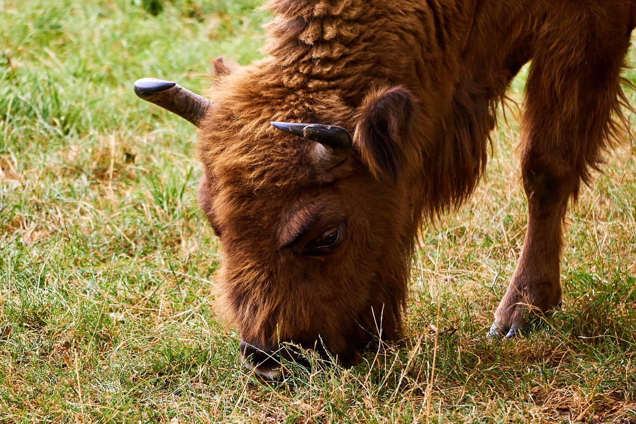 sababurg castle  animal  wisent free photo