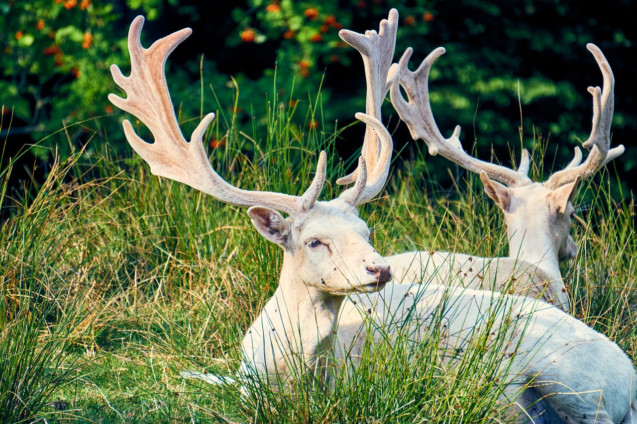 sababurg castle  animal  wild free photo