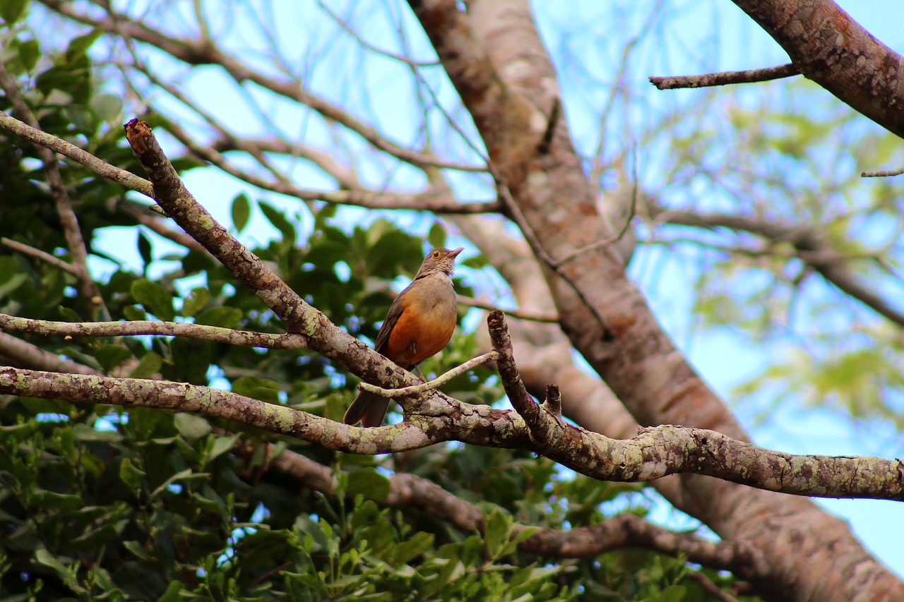 sabiá-laranjeira  bird  brazilian free photo