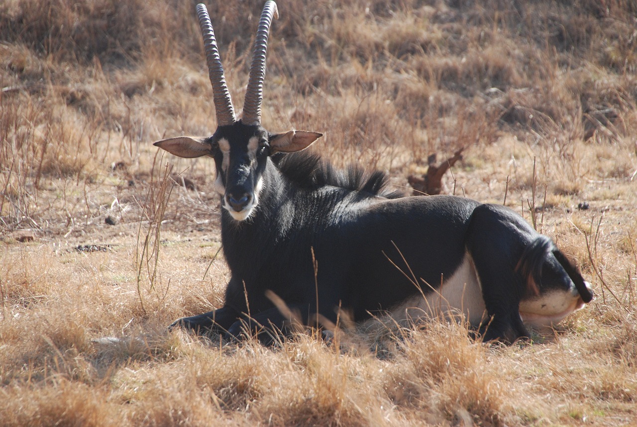 sable south africa wildlife free photo
