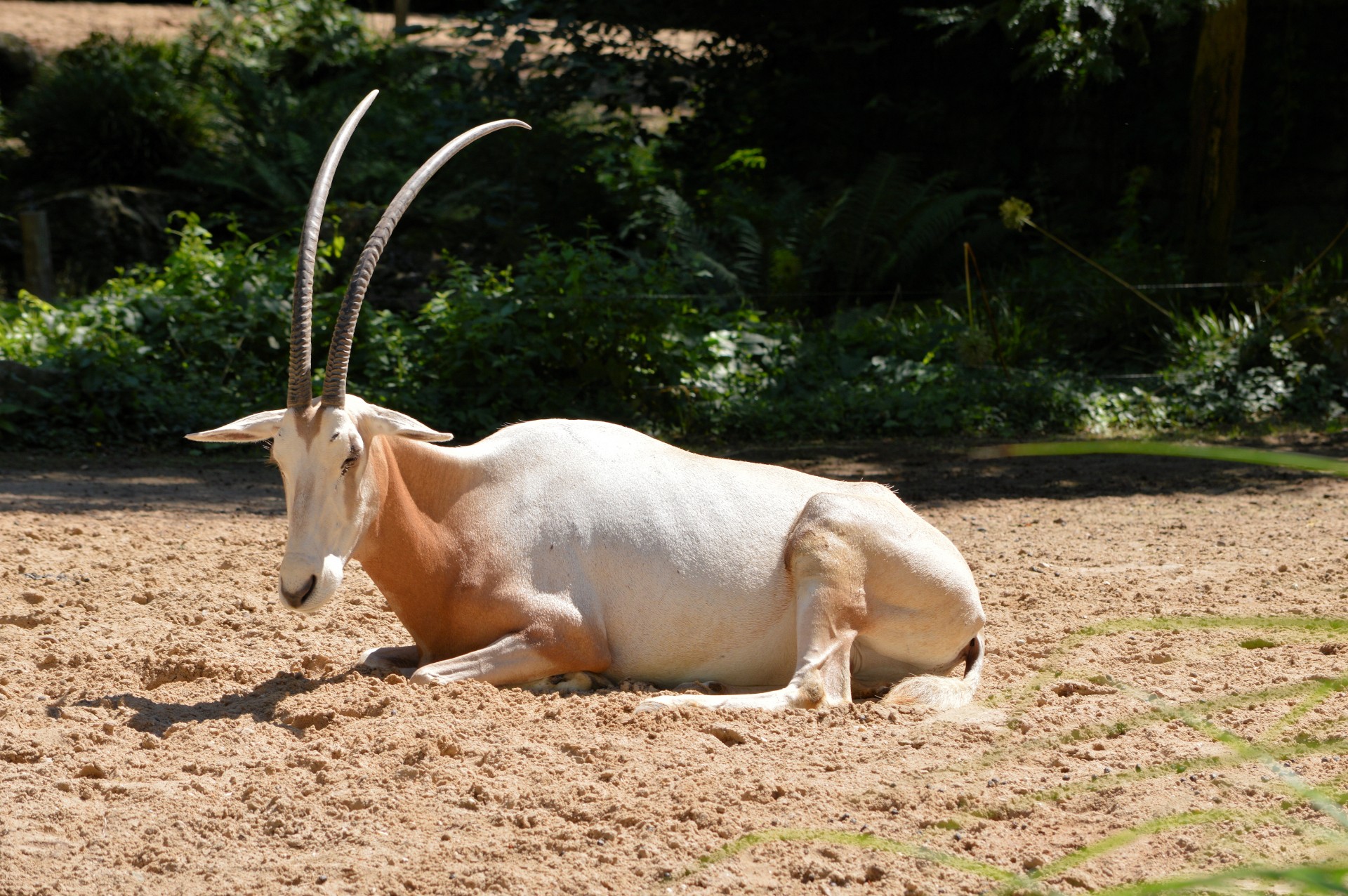 sable antelope wildlife free photo