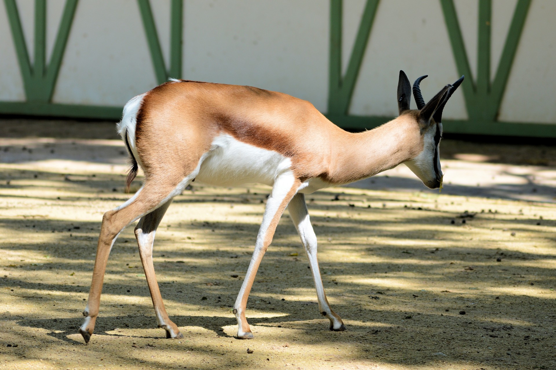 sable antelope wildlife free photo