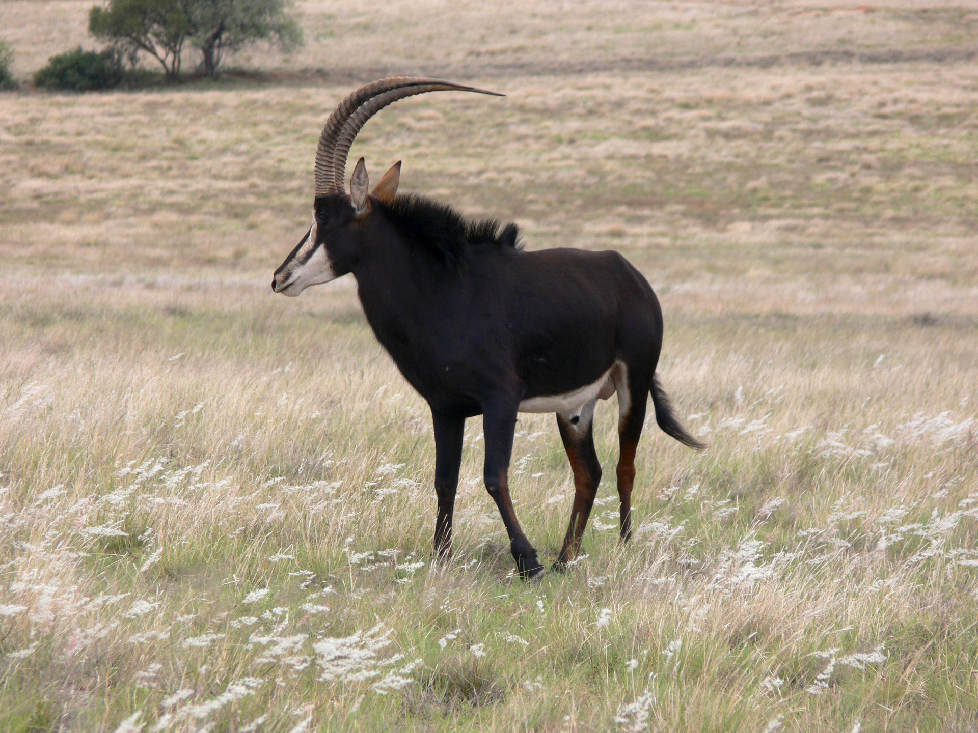 sable antelope africa free photo