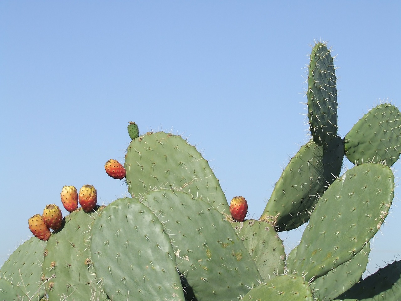 sabres cactus heat free photo
