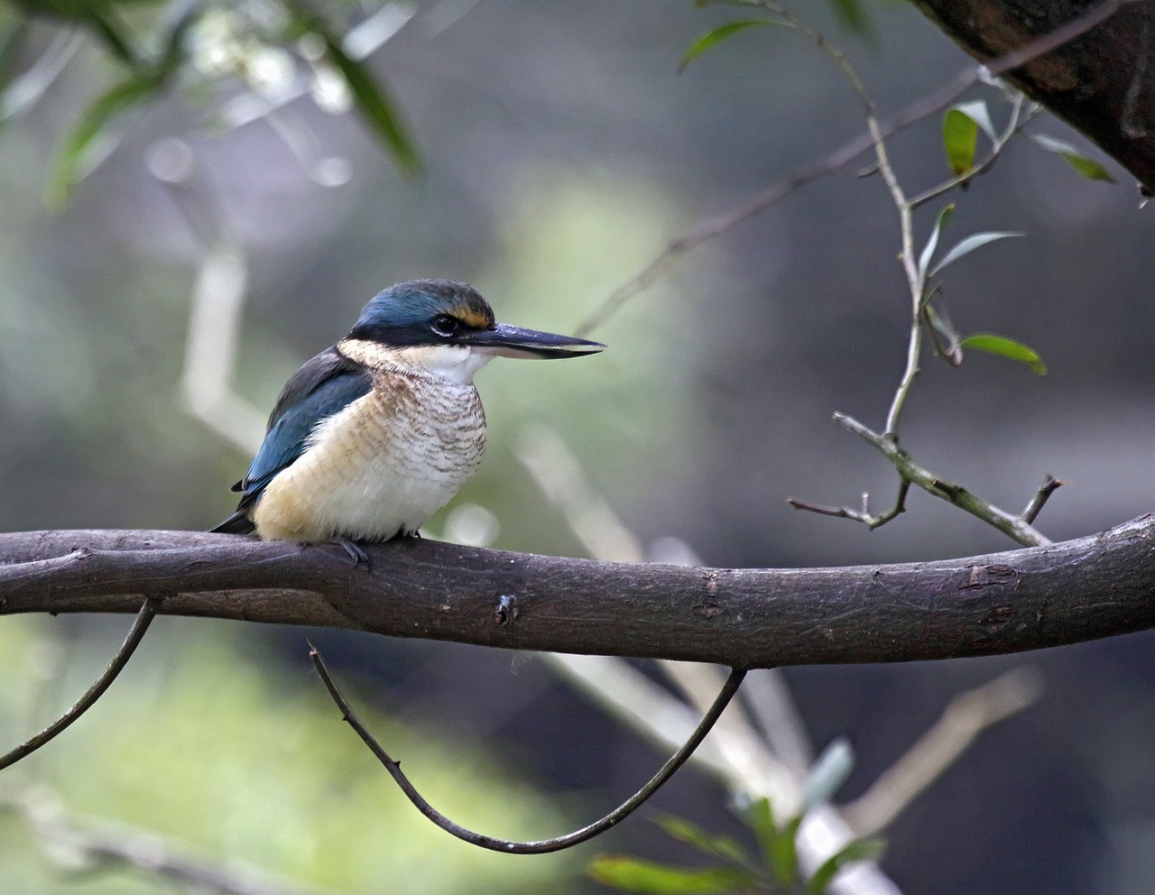 sacred kingfisher bird free photo