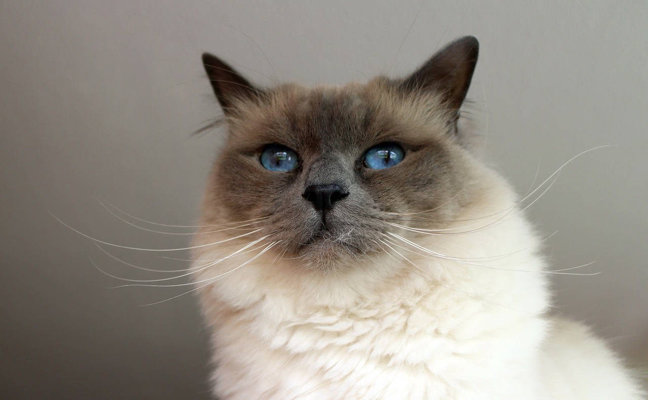 sacred birman cat breed cat free photo