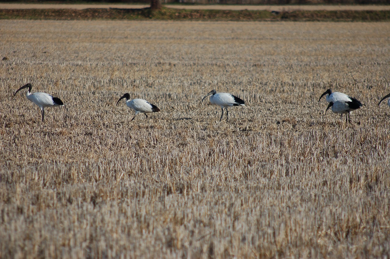 sacred ibis  birds  ibis free photo