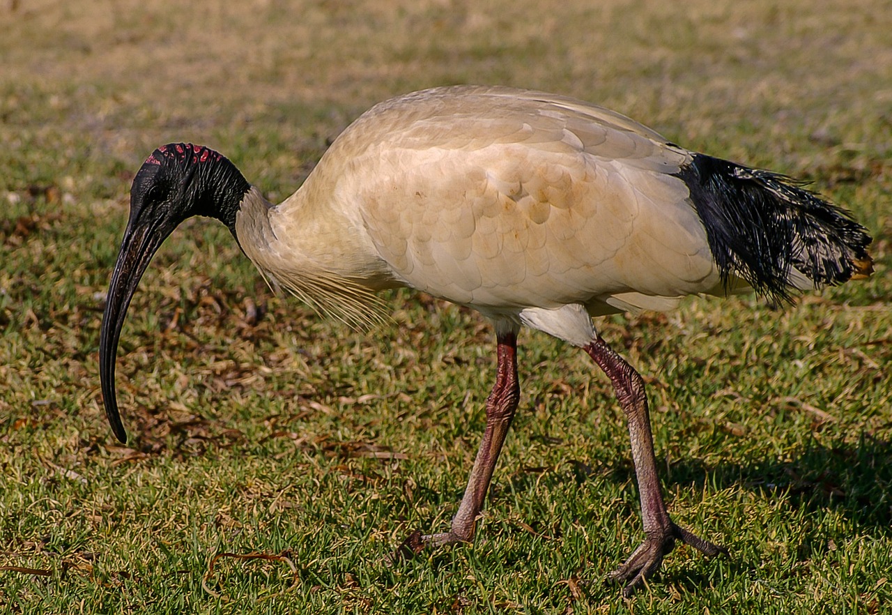 sacred ibis ibis bird free photo