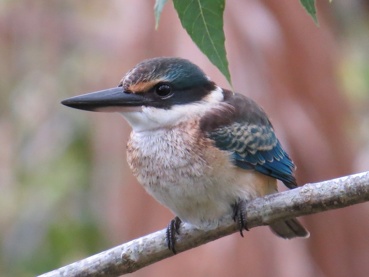 sacred kingfisher wildlife birds free photo