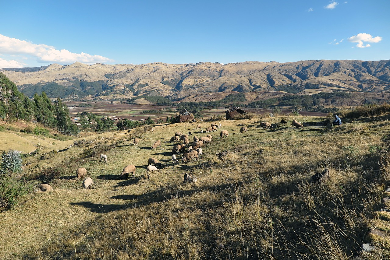 sacred valley cusco sheep free photo
