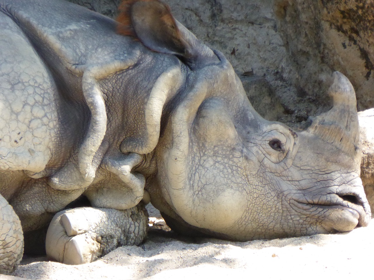rhinoceros sad endangered free photo