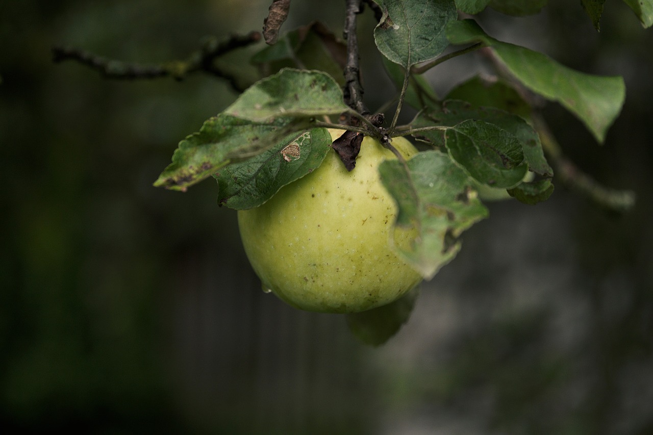 sad apple fruit free photo