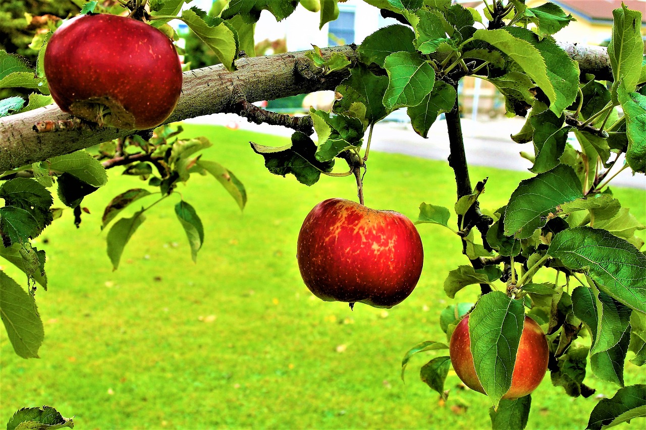 sad fruitful apple tree apples free photo