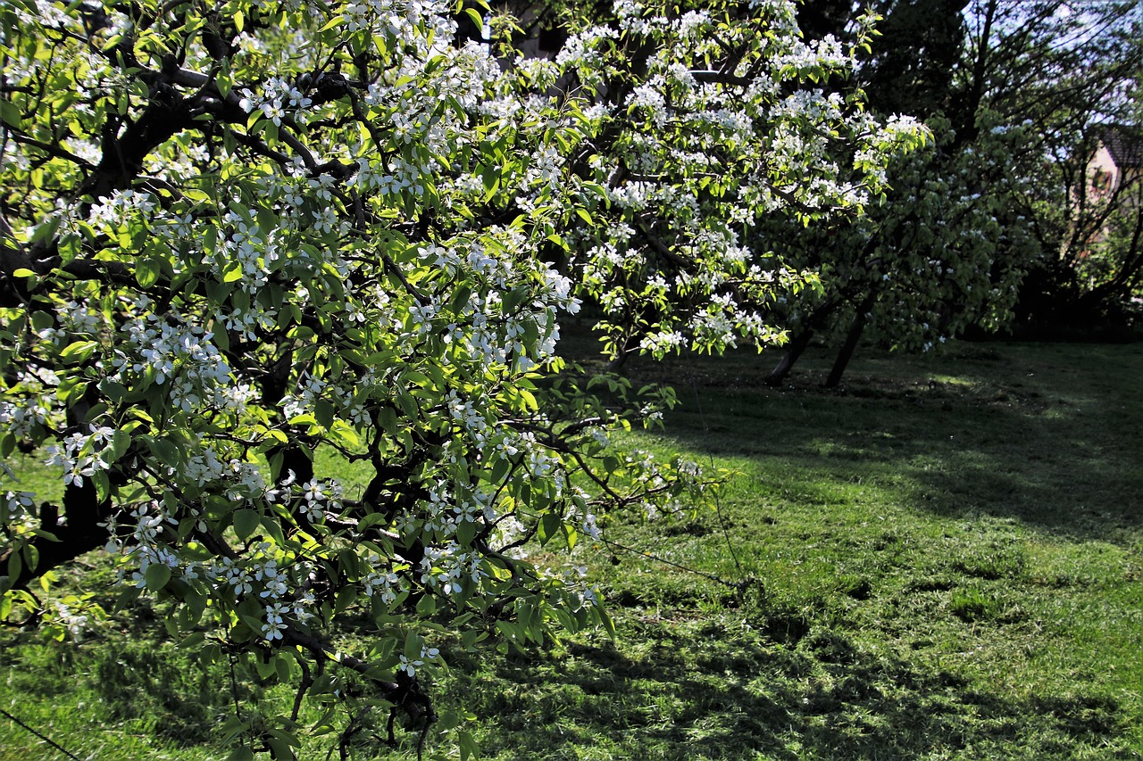 sad  spring  fruit trees free photo