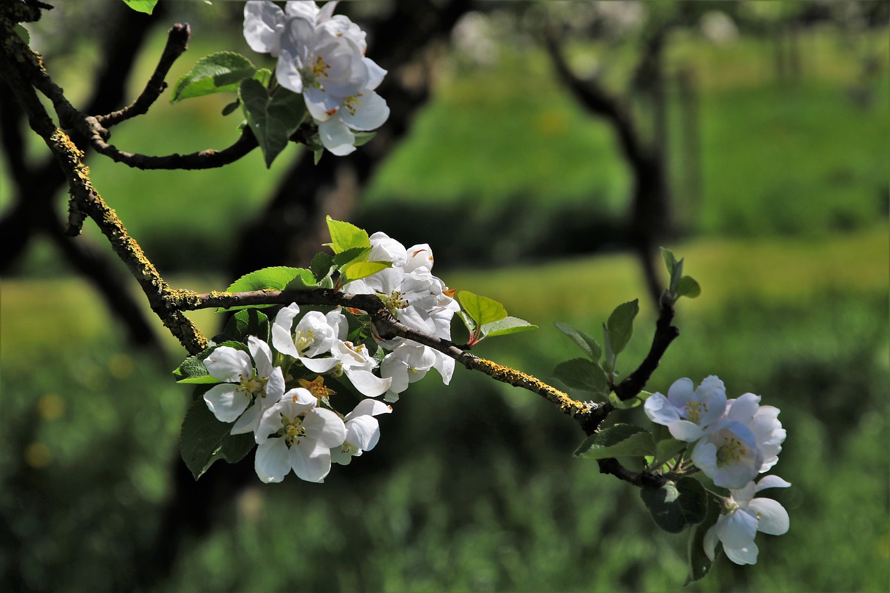 sad  spring  flower free photo