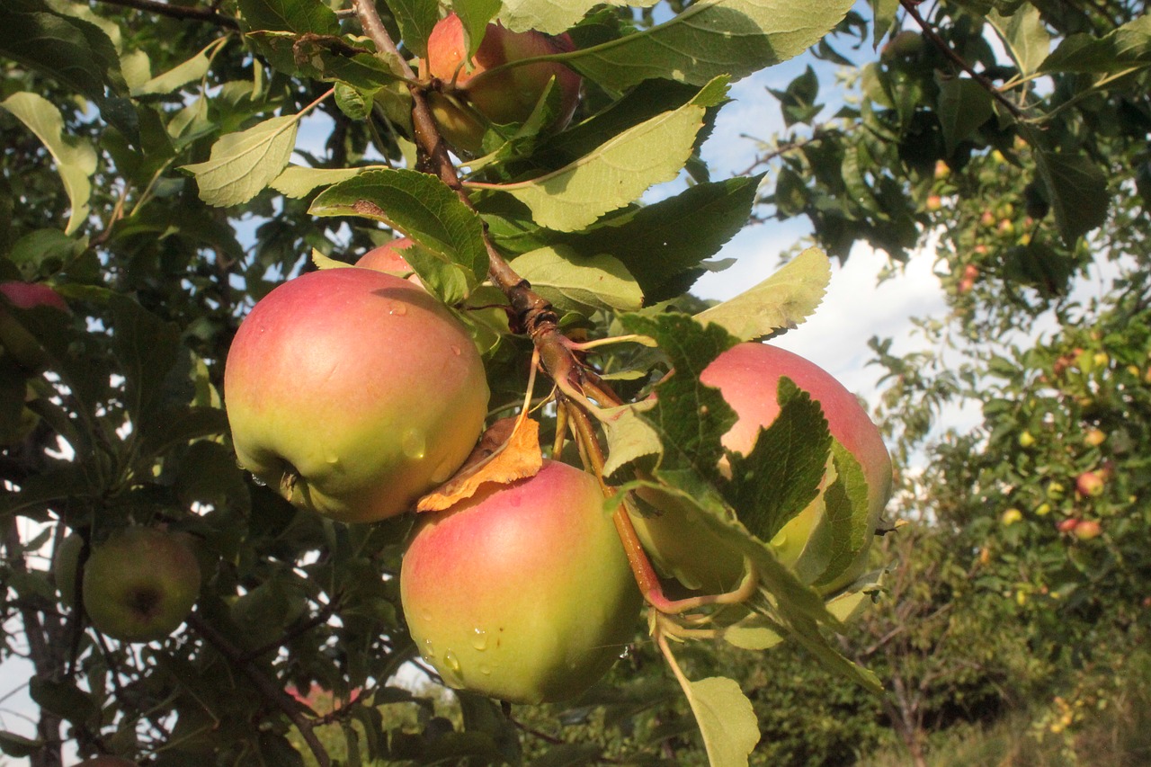 sad  apples  garden free photo