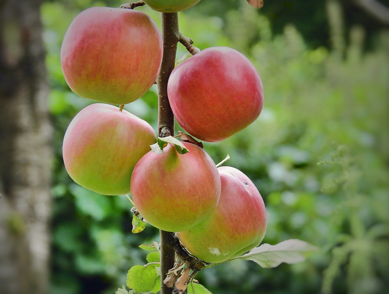 sad  apples  fruit free photo