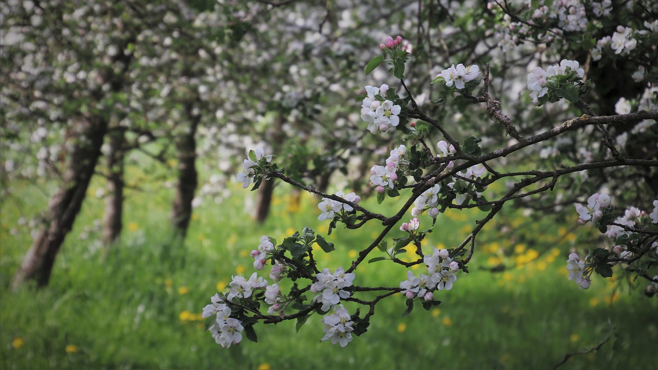 sad  fruit trees  apple free photo