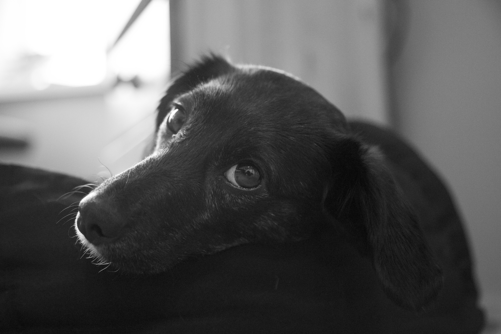 Черная собака с грустными глазами