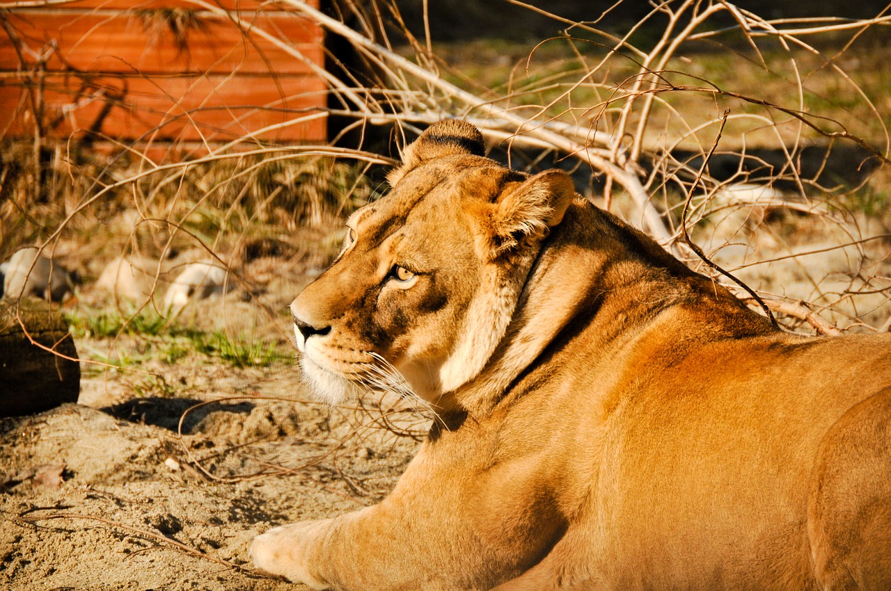sad eyes lioness wildlife free photo