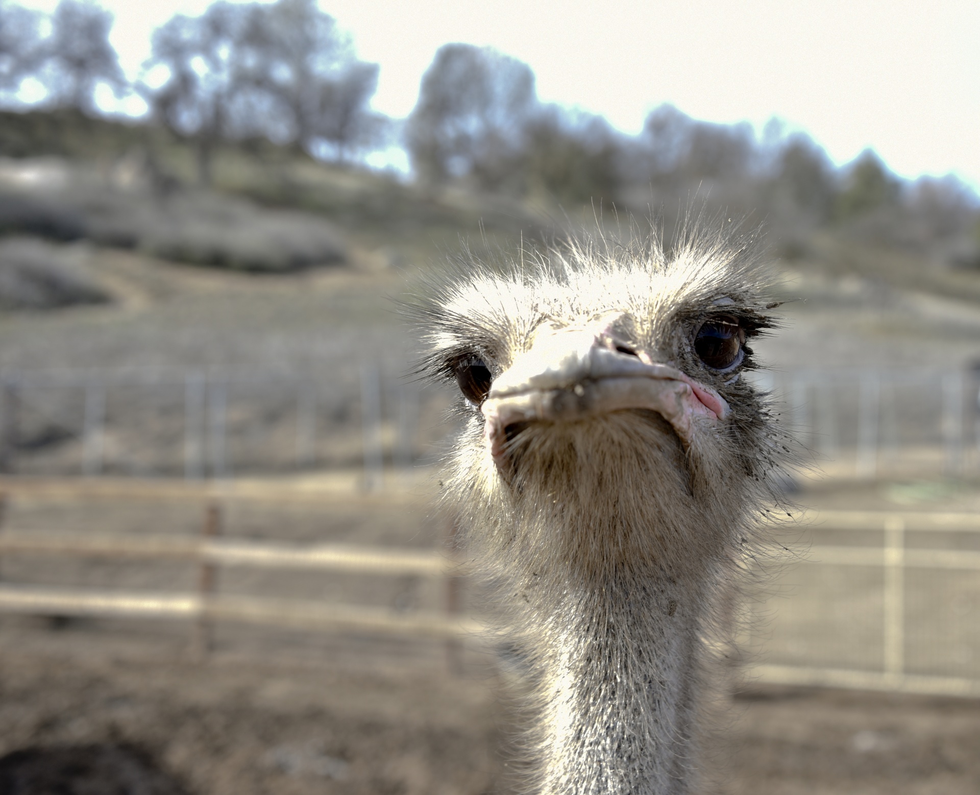 ostrich face sad free photo