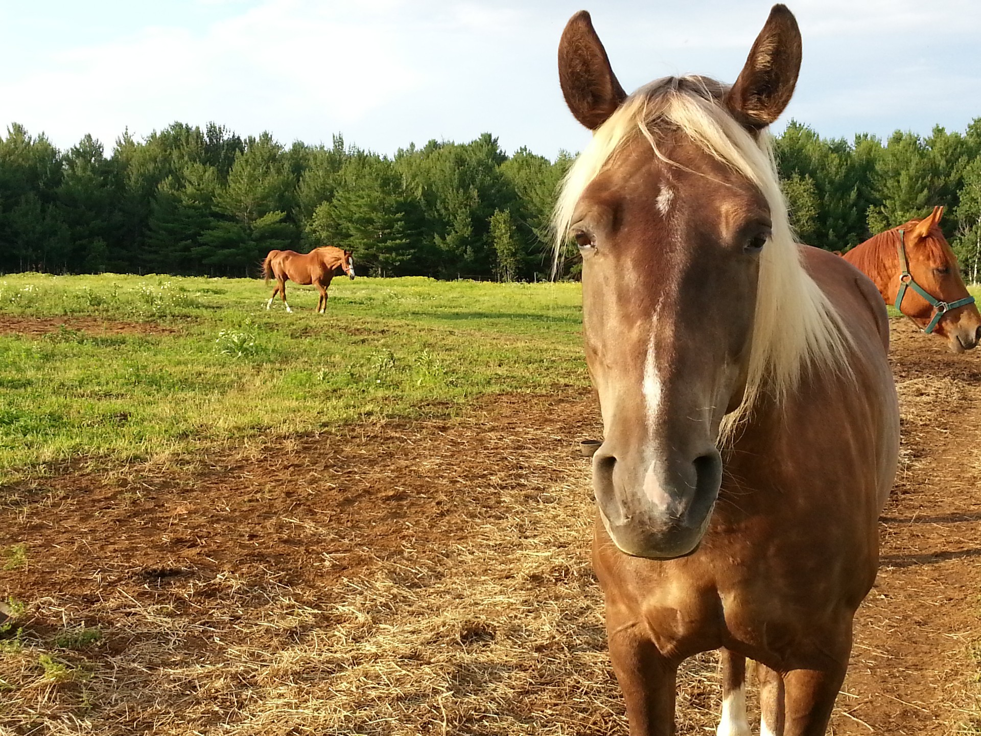 horse horses horseback free photo