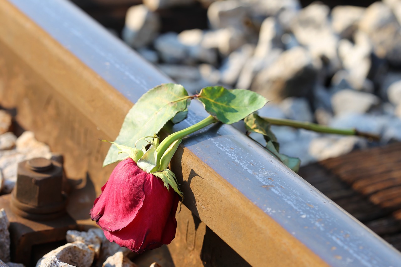 sad red rose on rail  lost love  loving memory free photo