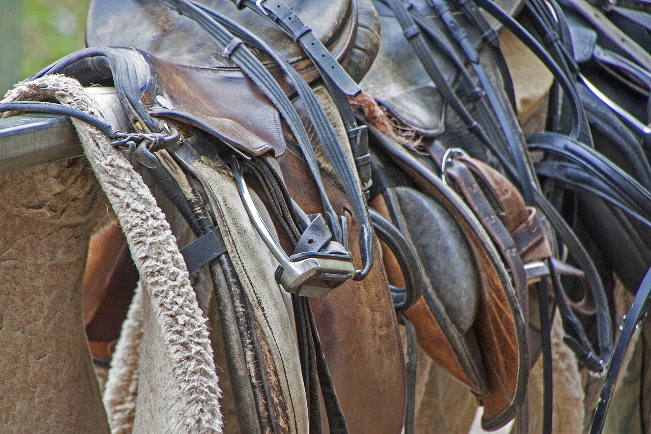 saddle horse equestrian free photo