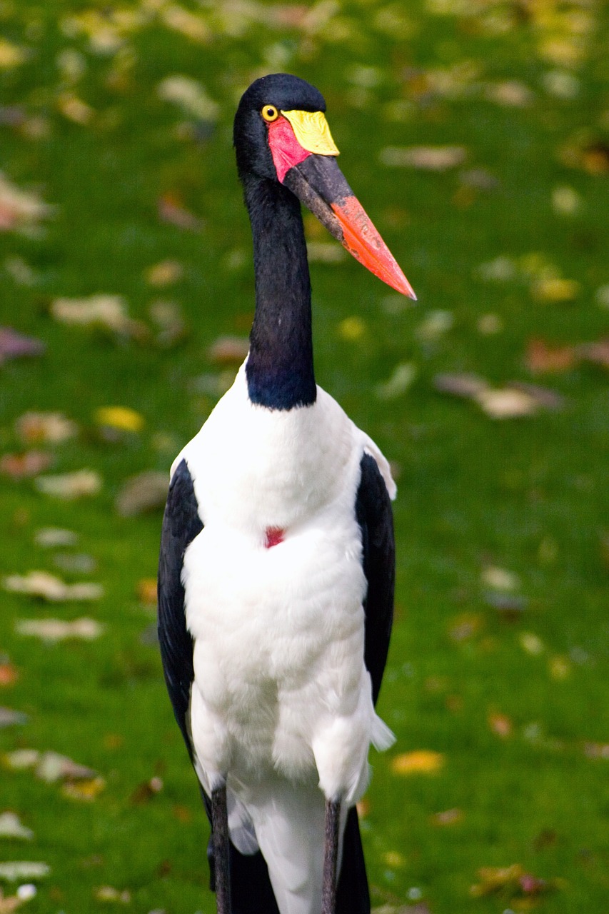 saddle stork stork bird free photo