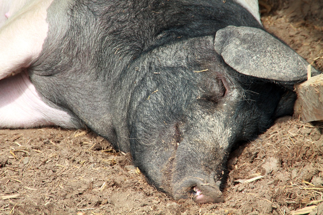 saddleback  sleep  hesse park free photo