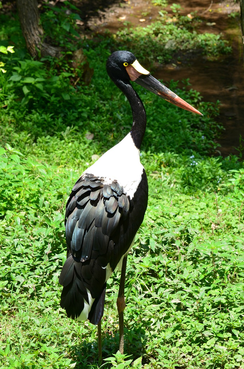 saddlebill stork bird stork free photo