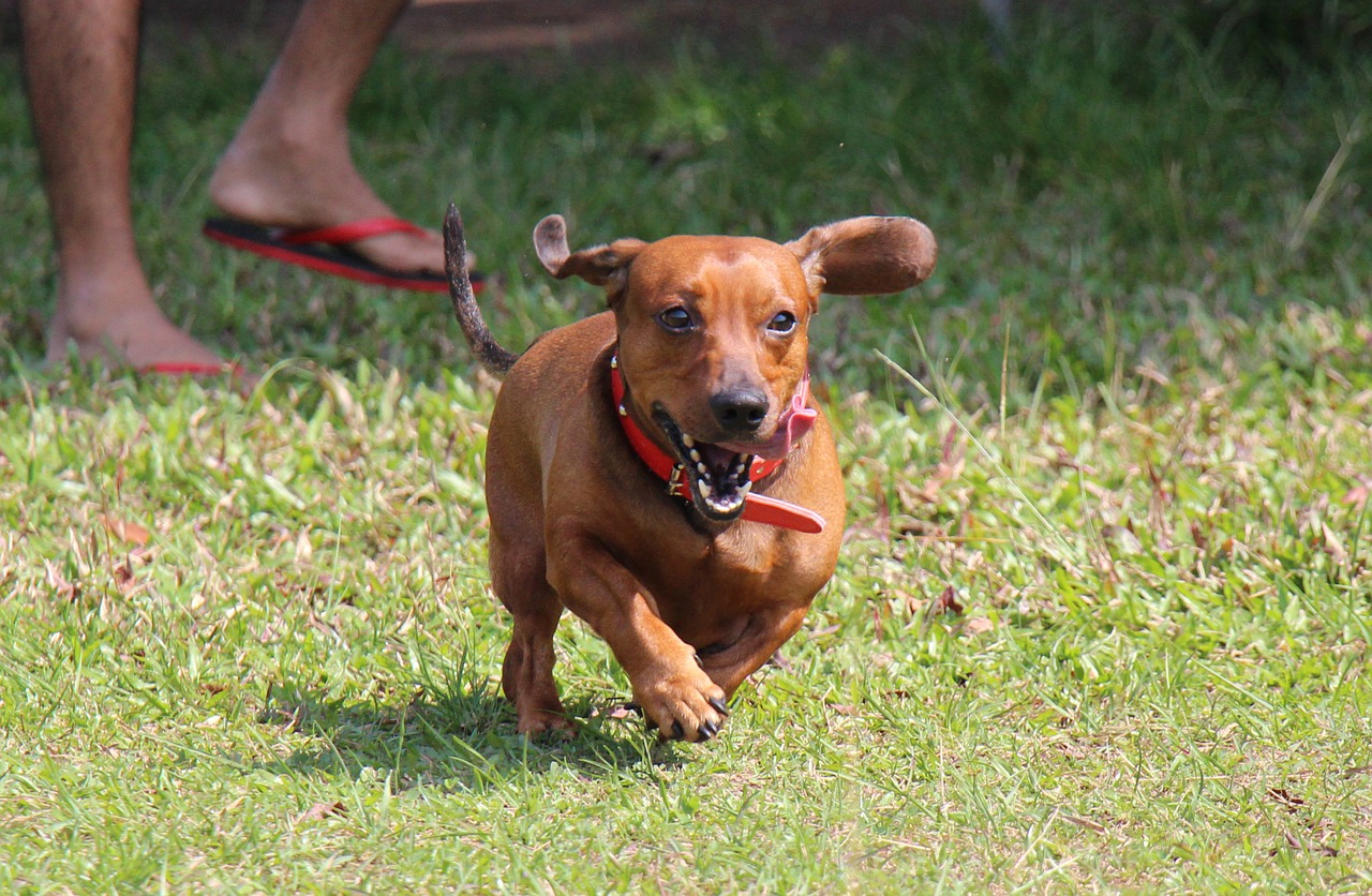 saesoe dachshund pet free photo