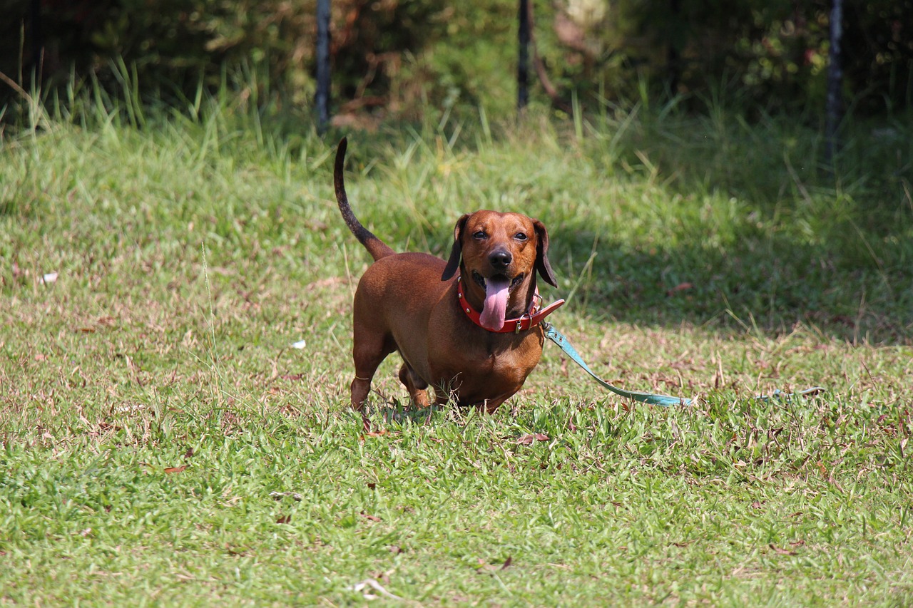 saesoe dachshund dog free photo