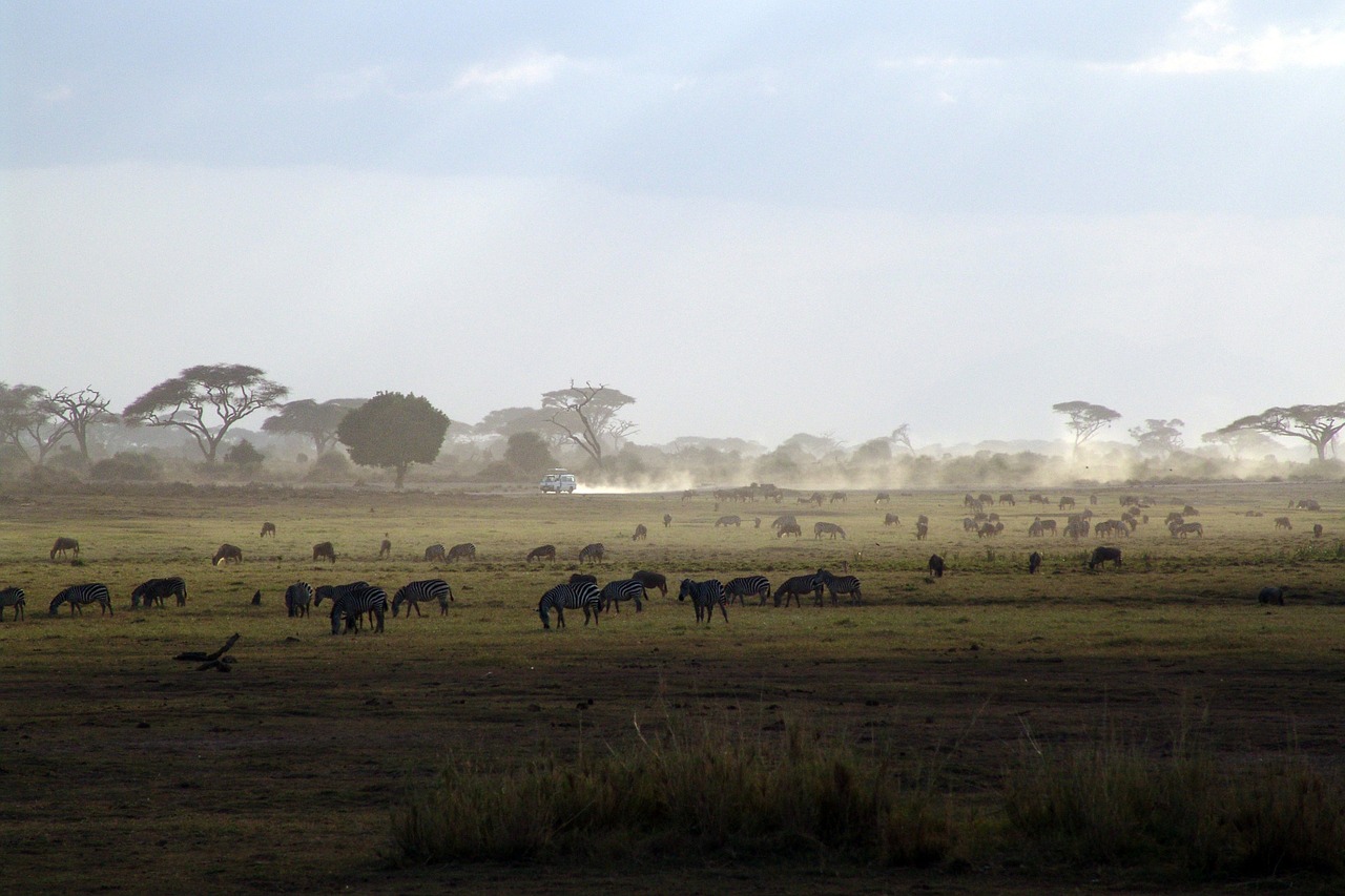 safari kenya africa free photo