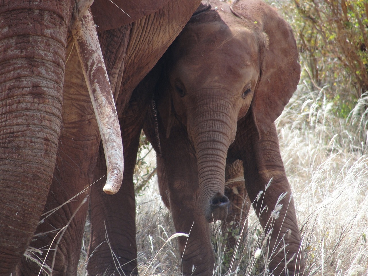 safari kenya elephant free photo