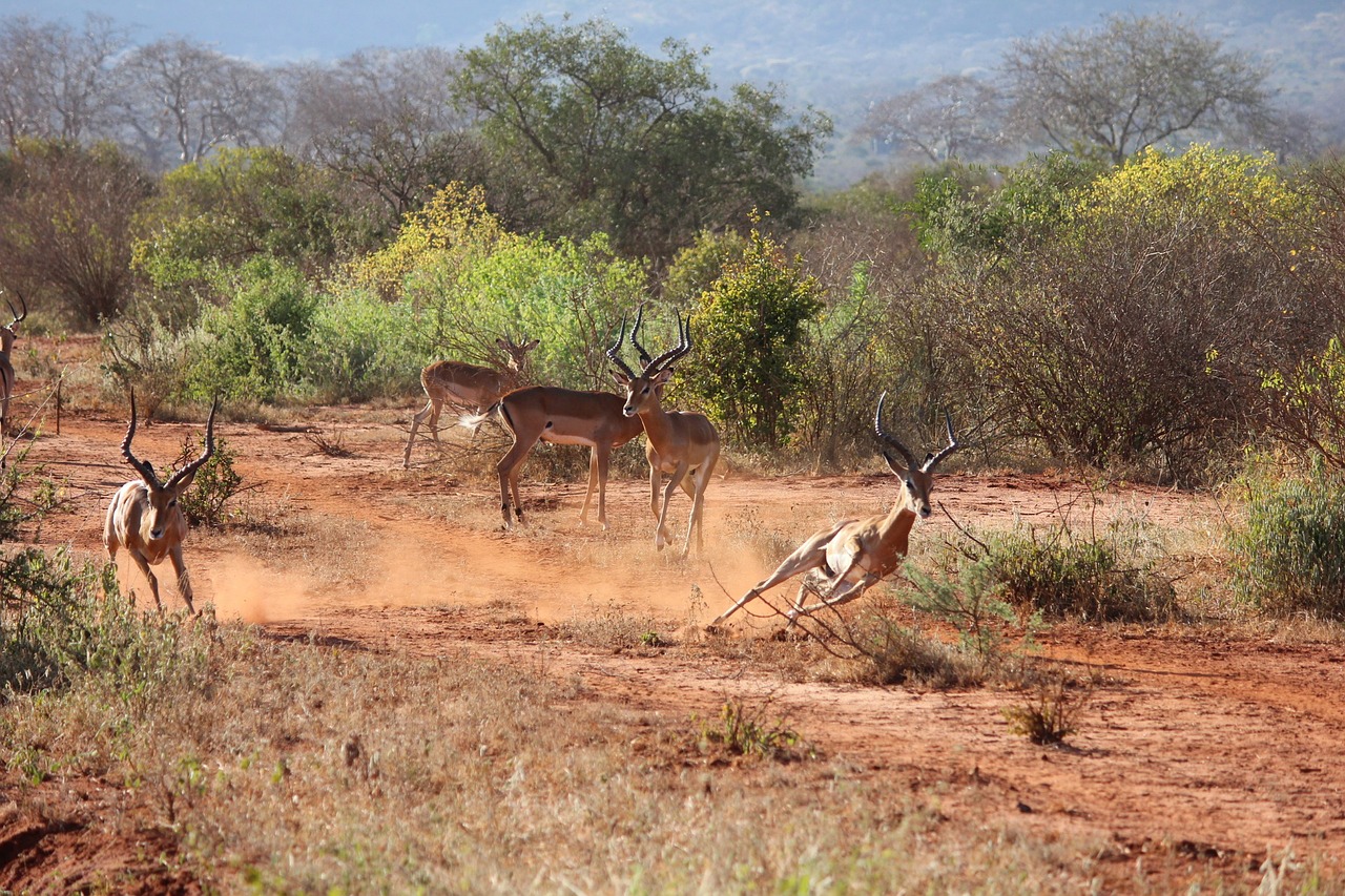 safari kenya antelope free photo