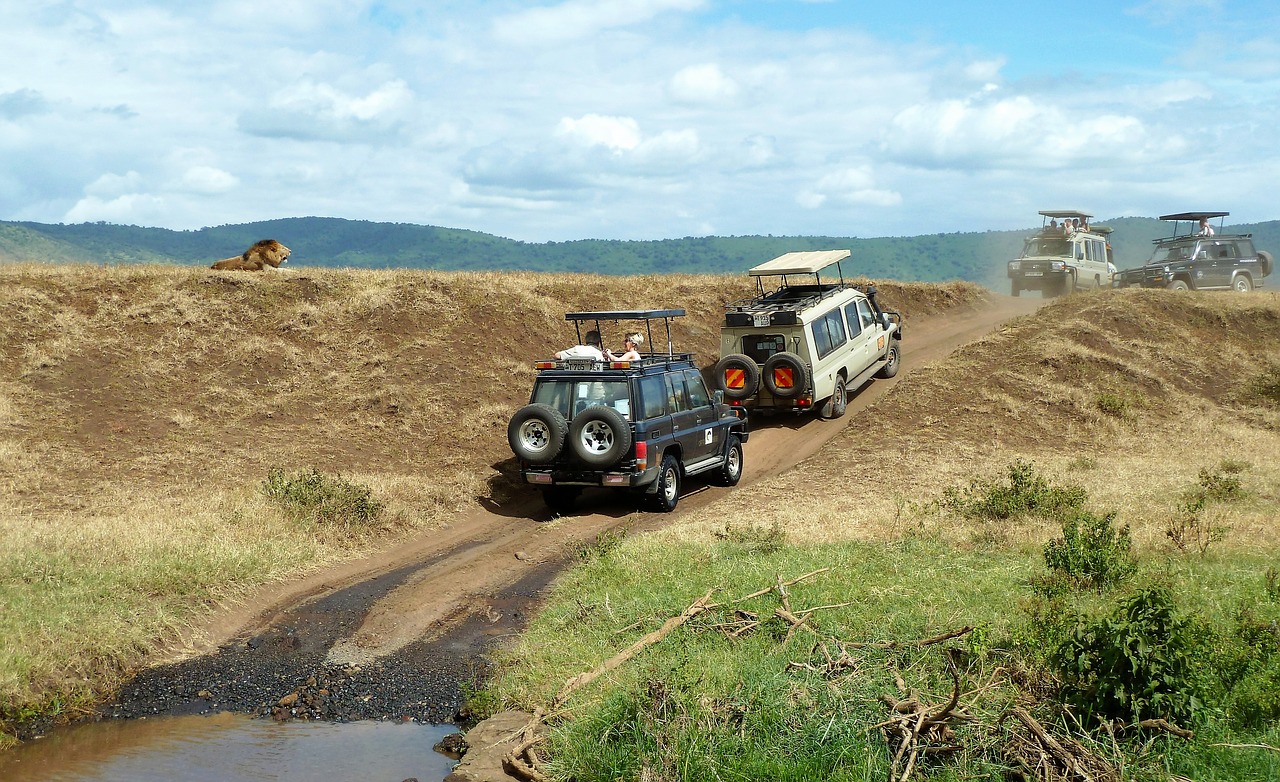 safari wildlife watching jeep free photo