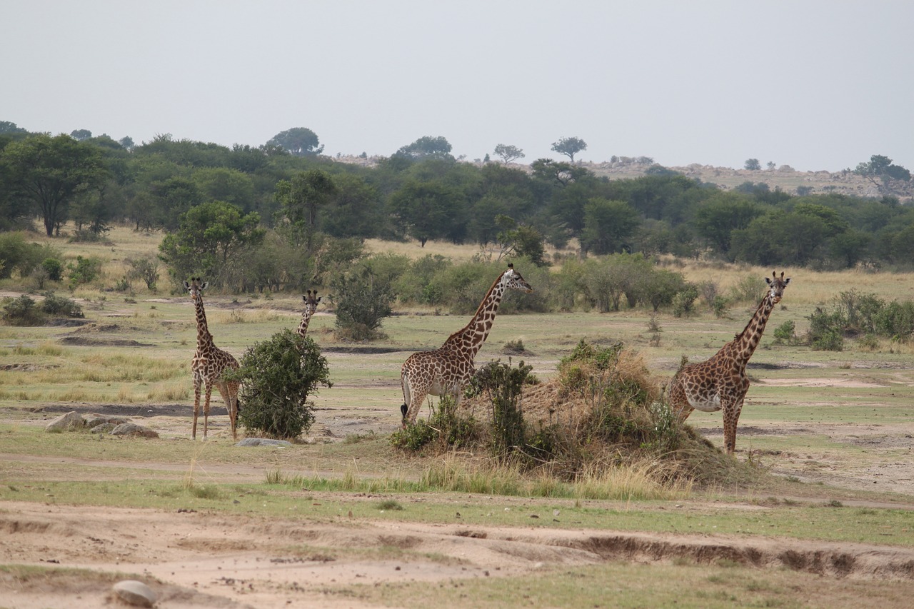 safari wildlife animal free photo