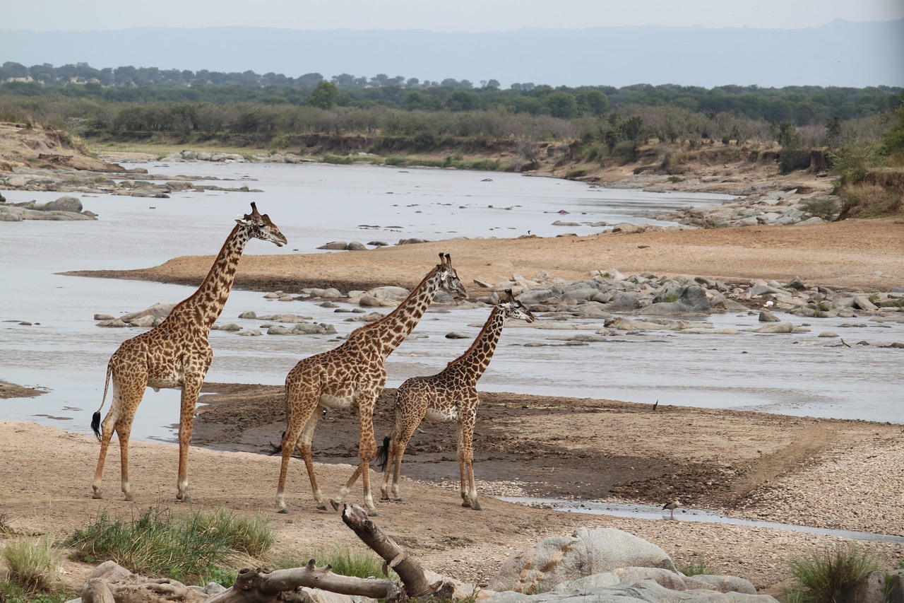 safari wildlife animal free photo