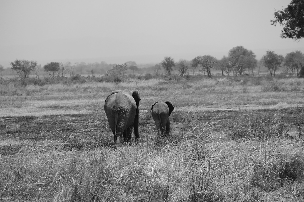 safari africa tanzania free photo